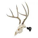 EZ Mount Adjustable Steel Skull Stand