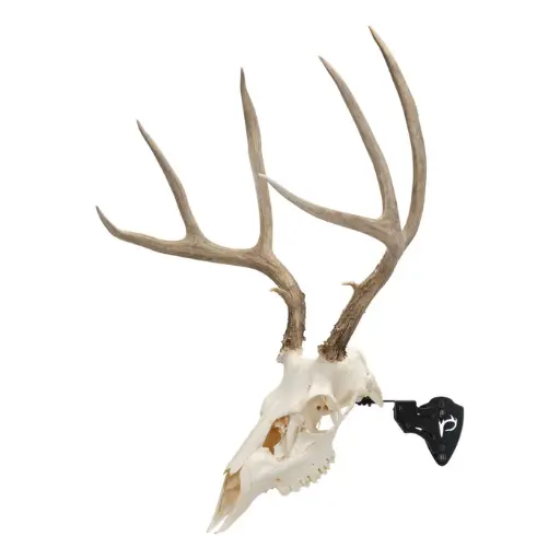 EZ Mount Adjustable Steel Skull Stand